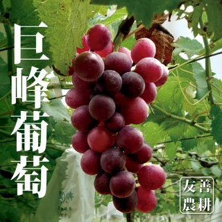 【十翼饌選果】陽光巨峰葡萄5台斤x2箱(5-6袋/箱/黑貓低溫出貨)
