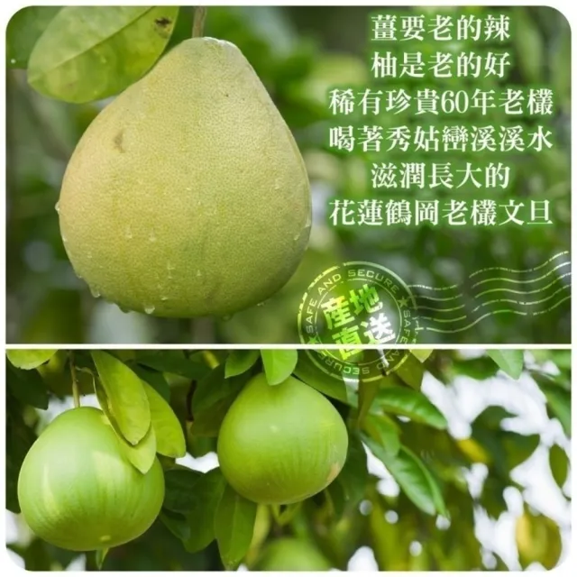 【WANG 蔬果】花蓮鶴岡老欉文旦10斤x2箱(9-12顆/箱_共20斤_果農直配/中秋送禮/中秋柚子)