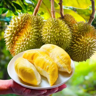送料無料！！ タイ産　泰国新鲜榴莲 金枕榴蓮　2.8～3.0ｋｇ/玉 新入荷！！送料無料！！タイ産 泰国新鲜榴莲 金枕榴蓮 1.9kg