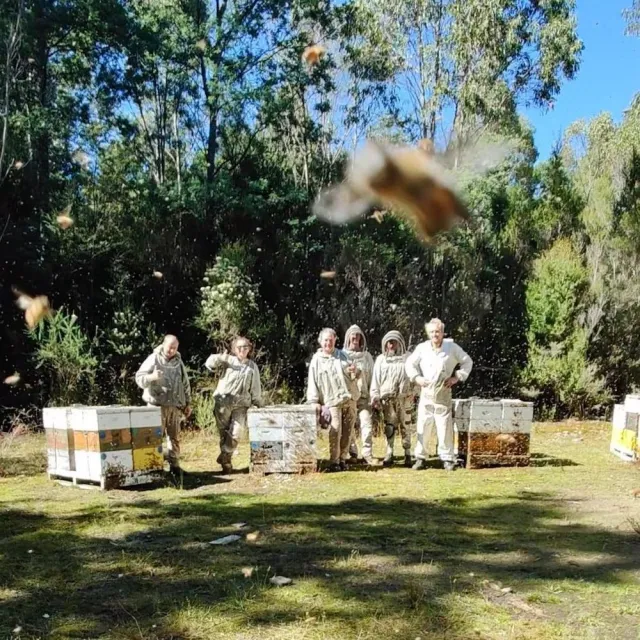【THE TASMANIAN HONEY COMPANY】澳洲塔斯馬尼亞島藍桉生蜂蜜-500g(Blue Gum)