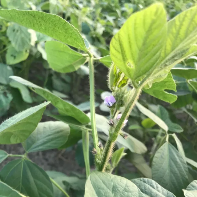 【弘昌碾米工廠-黑金豆】台灣小農 契作青仁黑豆-1kg(通過產銷履歷驗證/非種子)