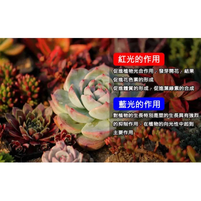 【ROYAL LIFE 皇室生活】LED可定時植物生長燈-四管(多肉植物燈/水草燈/花卉燈/夾燈/燈條/檯燈)