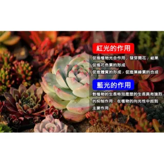 【ROYAL LIFE 皇室生活】LED可定時植物生長燈-三管 4入組(多肉植物燈/水草燈/花卉燈/夾燈/燈條/檯燈)