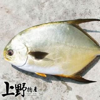 【年菜 上野物產】15隻 小金鯧(250-300g±10%/隻 海鮮/魚/鯧魚/黃金鯧)
