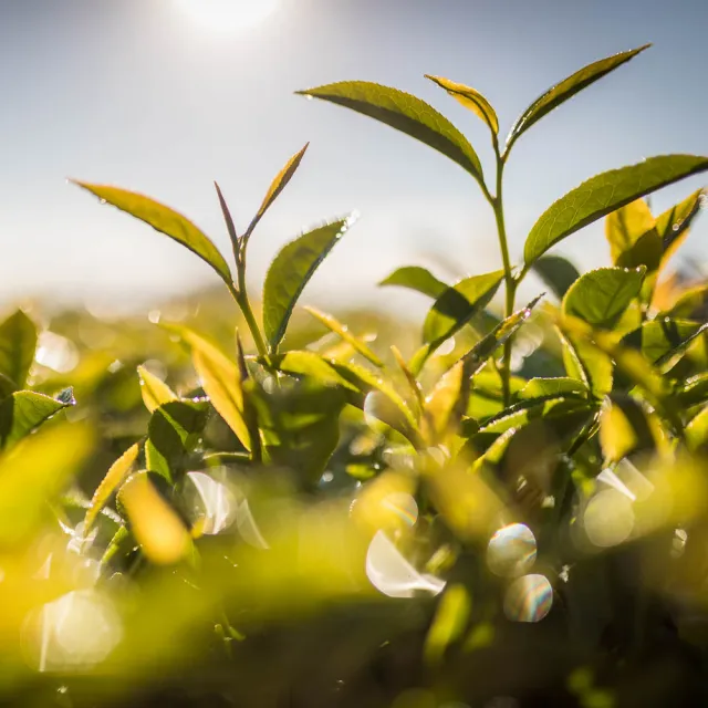 【Zealong 璽龍】炭香烏龍茶茶包*8盒組(8入/盒)