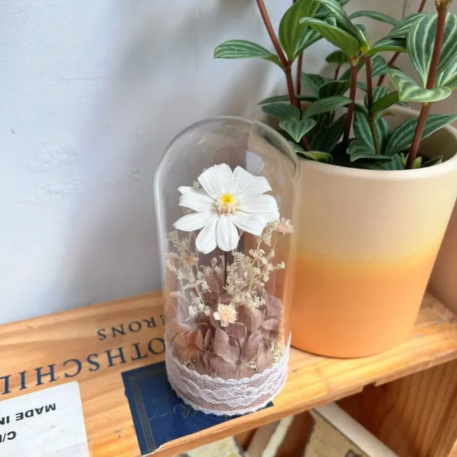 【OSTARA FLORIST 奧斯塔拉花藝】時光百日 永恆之詩(永生花、百日菊、花禮、祝賀、情人節、交換禮物、擺飾)