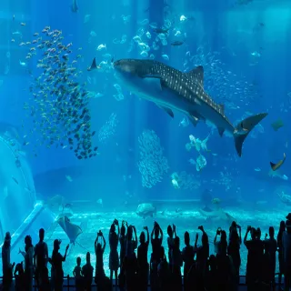 【喜鴻假期 】【喜游馬來鴻運來】沖繩5日機票★樂桃午去午回20公斤托運+7公斤隨身行李(含稅/純機票)