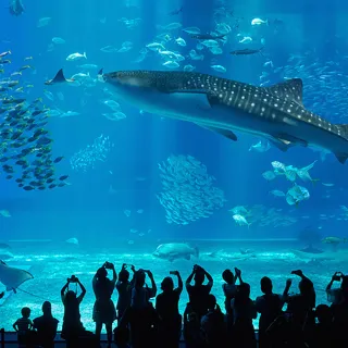 【喜鴻假期】【超值促銷】沖繩４日團體旅遊機票促銷★泰越捷航空★(含稅/純機票)