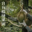 【黑貓嚴選】五甲木 品質升級上市-泰國金枕頭榴槤共4包(300g/包 自然熟成 醇郁香甜)