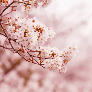 【喜鴻假期】【櫻花秘境海京都５日】日本環球影城、清水寺、大阪城、生田神社、天橋立、和牛吃到飽