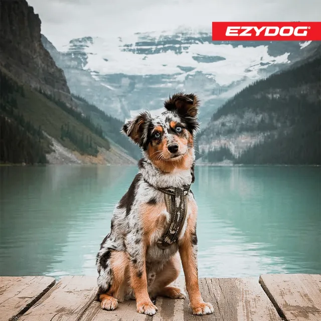 【EZYDOG】狗體工學胸背帶 特殊色 XS號(送400元寵物車用束帶 寵物胸背帶 H型胸背帶 寵物用品 牽繩)