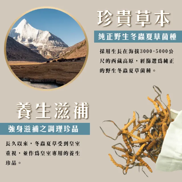 【長庚生技】冬蟲夏草菌絲體膠囊60顆/瓶(健字號 冬蟲夏草 保健 養生 活力)