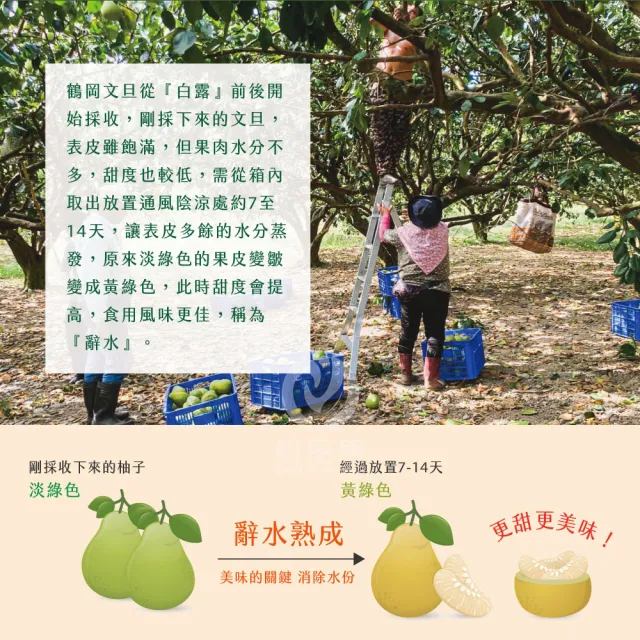 【初品果】花蓮鶴岡海伯40年老欉文旦禮盒10斤7-9顆x2箱(大果_中秋禮盒_企業送禮_好友揪團)