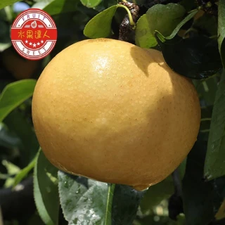 【MOMO獨家 水果達人】苗栗卓蘭爆汁大顆高接梨禮盒5顆*1箱(600g-720g±10%/顆)
