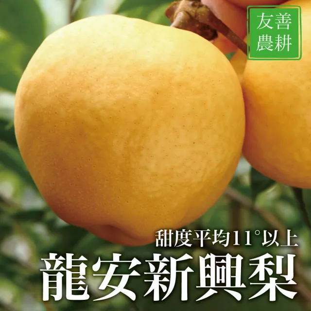 【十翼饌】選果 龍安果園 台中新社特選LV等級新興梨3300gx2盒(550x6顆入/盒_中秋禮盒_光波水梨_產地直送)