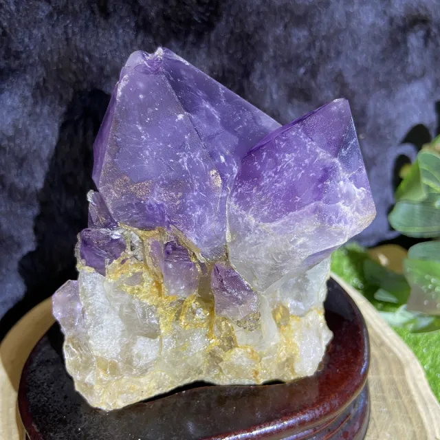 【Cozy 世界水晶原礦與茶】剛果紫晶大牙 43-5(招財和招貴人的磁場)