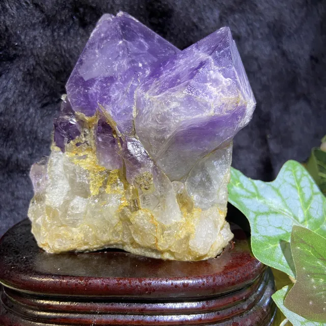 【Cozy 世界水晶原礦與茶】剛果紫晶大牙 43-5(招財和招貴人的磁場)