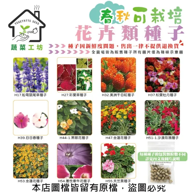 【蔬菜工坊】春秋可栽培花卉種子系列-各包裝數量詳見內文及圖片(蜀葵 雁來紅 鼠尾草 彩葉草 松葉牡丹)