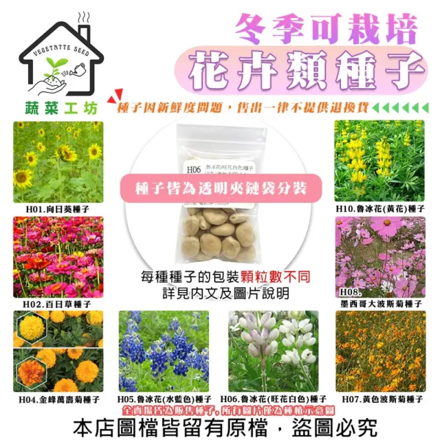 【蔬菜工坊】冬季可栽培花卉種子系列-各包裝數量詳見內文及圖片(魯冰花 波斯菊 蜀葵 金盞花)
