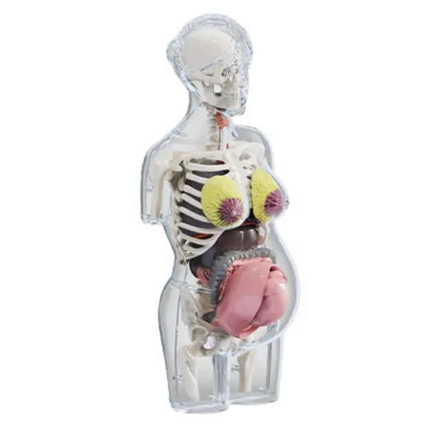 人体模型 Smartlab】超擬真人體模型遊戲組Squishy Human Body(STEAM主題教育玩具