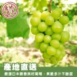 【WANG 蔬果】日本長野/山梨縣溫室麝香葡萄10串x1箱(350g/串_原裝箱)