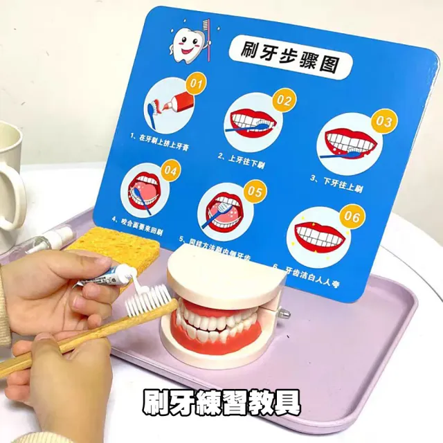 【居然好日子】牙齒模型 有牙縫 牙模教學 幼兒園刷牙練習 口腔模型 潔牙教具 牙模(刷牙教學 牙醫教學道具)