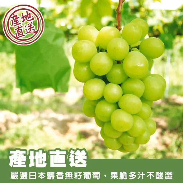【WANG 蔬果】日本長野/山梨縣溫室麝香葡萄1房禮盒x1盒(350-400g/串)
