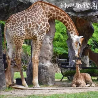 【找到了!旅遊】限定下殺 精彩泰國無購物6日(綠山動物園x白蘭花遊輪)