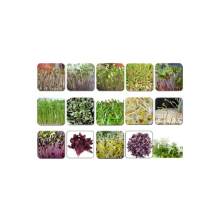 【蔬菜工坊】芽菜類種子系列-各包裝數量詳見內文及圖片說明(苜蓿芽 蘿蔔嬰 青花椰菜芽 小麥草)