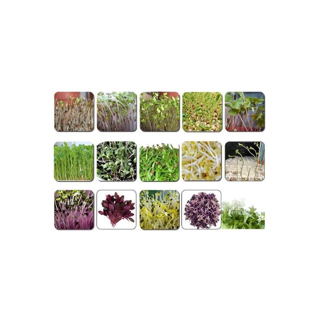 【蔬菜工坊】芽菜類種子系列-各包裝數量詳見內文及圖片說明(苜蓿芽 蘿蔔嬰 青花椰菜芽 小麥草)