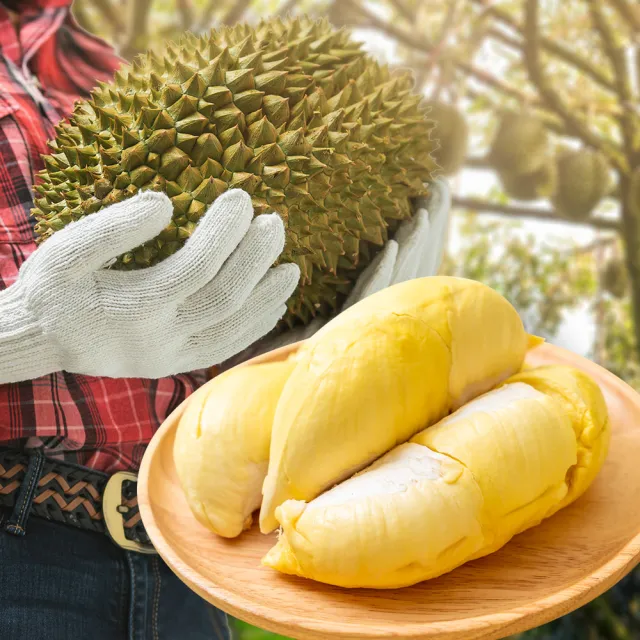 【金賞】泰國A+老欉金枕頭榴槤300克x3盒(原裝進口、品質嚴選)