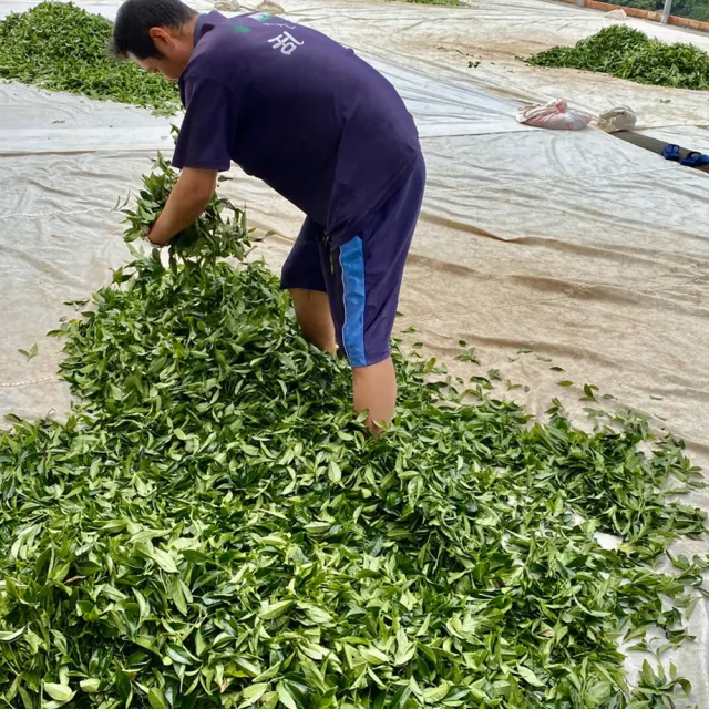 【Funbodhi 方菩提】甘露梨山高山茶75gx8包 高山茶 烏龍茶(共1斤;冷泡茶/梨山產區/年節禮物)