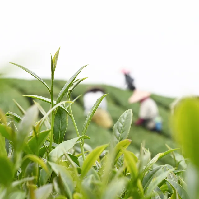 【Funbodhi 方菩提】高山黃金烏龍茶包3gx50包x1袋 高山茶 冷泡茶(原葉 台灣茶 茶包 冬茶 阿里山)