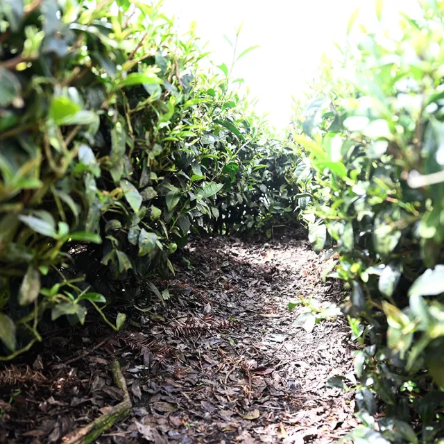 【方菩提】嚴選黃金烏龍茶75gx4包(共0.5斤 冠軍產區; 春茶 阿里山 茶葉贈禮)