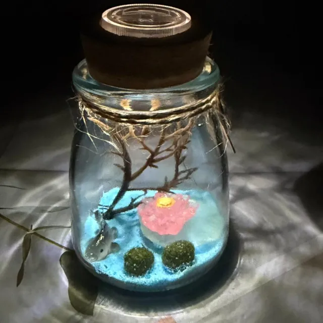 【A-ONE 匯旺】黑鯉魚+夜光荷花荷葉 創意植栽瓶 含2顆綠藻 白光LED 150ml布丁杯 DIY微景觀水草瓶