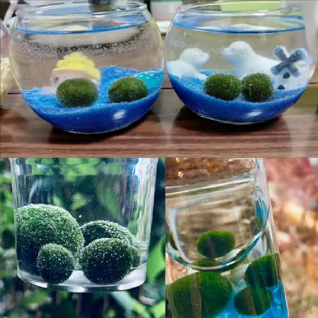 【A-ONE 匯旺】紅+紫 獨角獸 桌面綠意瓶 含2顆綠藻 白光LED 150ml布丁杯 DIY綠藻球生態水草盆栽