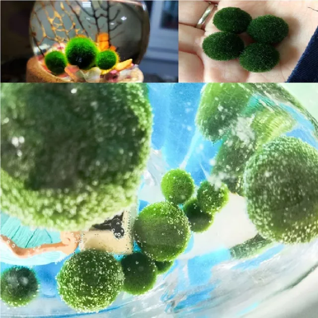 【A-ONE 匯旺】紅+紫 獨角獸 桌面綠意瓶 含2顆綠藻 白光LED 150ml布丁杯 DIY綠藻球生態水草盆栽