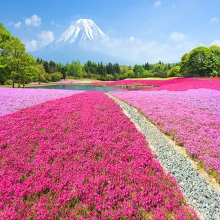 【喜鴻假期】【北陸賞花泡湯．黑部立山雪牆６日】紫藤花、輕井澤、白川鄉合掌村、上高地、富士芝櫻