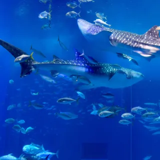 【喜鴻假期】【樂享沖繩４日】古宇利島、玉泉洞、美麗海水族館、永旺來客夢、PARCO CITY