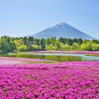 【喜鴻假期】【高雄出發．北陸春日物語５日】黑部立山雪壁、白川合掌村、富士芝櫻祭、足利紫藤花