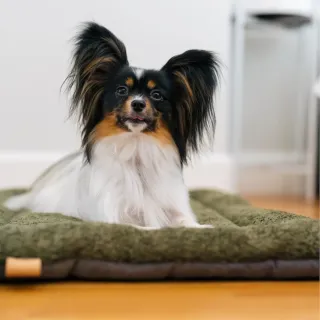 【P.L.A.Y.】峽谷 舒活 墊 S 5色任選(狗 貓 毛小孩 汪 喵 寵物 睡 床 墊)