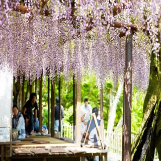 【喜鴻假期】【高雄出發．紫愛九州海陸空５日】夢幻紫藤、熊本高速郵輪、由布院景觀列車、空中步道