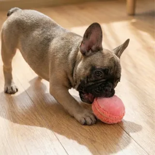 【P.L.A.Y.】小狗咖啡館 馬卡龍 狗玩具 迷你款 發聲 寵物玩具