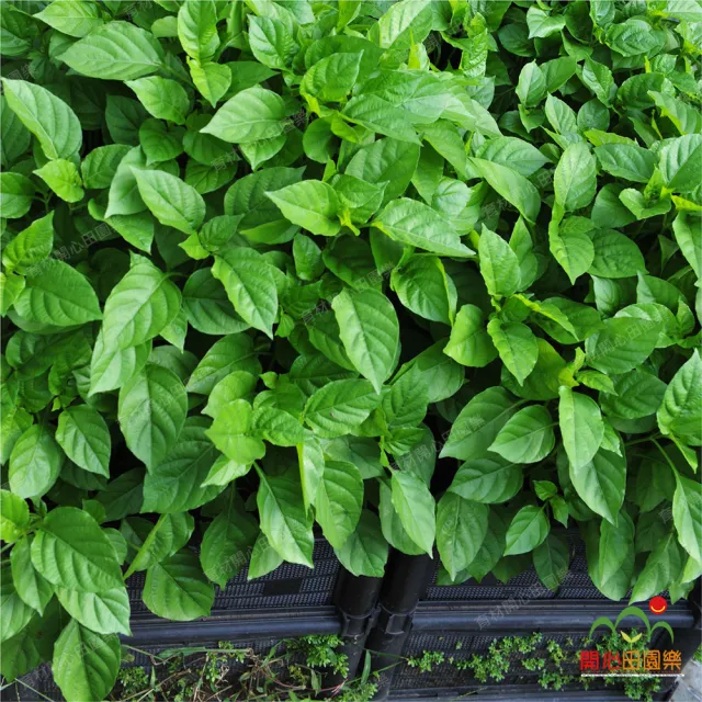 【田園樂】育材雙層雙連通種植箱+金屬輪1.5吋*6(組合種菜箱/深根植物栽培/可選側板/金屬輪子方便移動)