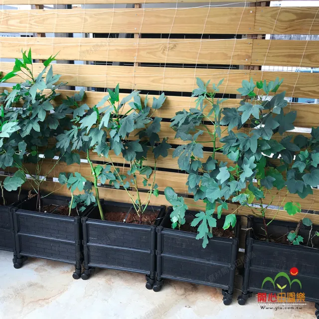 【田園樂】育材雙層種植箱+尼龍輪4顆(組合種植箱種菜箱/深根植物栽培/可選多種側板款式/加裝輪子方便移動)