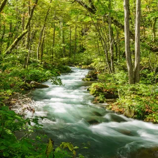 【喜鴻假期】【經典東北採果５日】奧入瀨溪、銀山溫泉、角館漫步、平安和服、秋田鐵道、無自理餐(單人券)