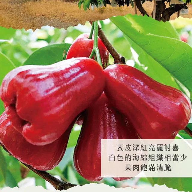 【初品果】高雄六龜蜜風鈴蓮霧禮盒4斤16-22粒x2盒(每顆約100g-140g/送禮/禮盒/水果禮盒)