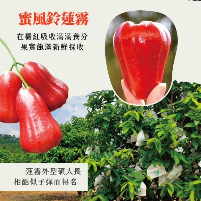 【初品果】高雄六龜蜜風鈴蓮霧禮盒4斤16-22粒x1盒(每顆約100g-140g/送禮/禮盒/水果禮盒)