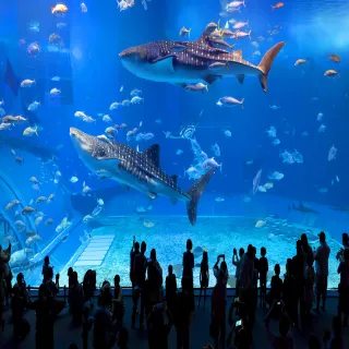 【喜鴻假期】★台中出發．玩樂沖繩４日★美麗海水族館、古宇利島、玉泉洞、瀨長島、波上宮、PARCO CITY