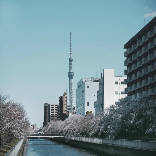 東京五日純機票｜07-10月指定日期出發★酷航(早去午回含行李-單人券)